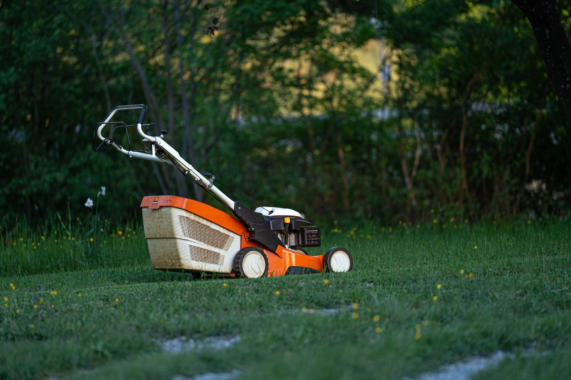 Push mower resting on a lawn beside the shrub line after a maintenance visit